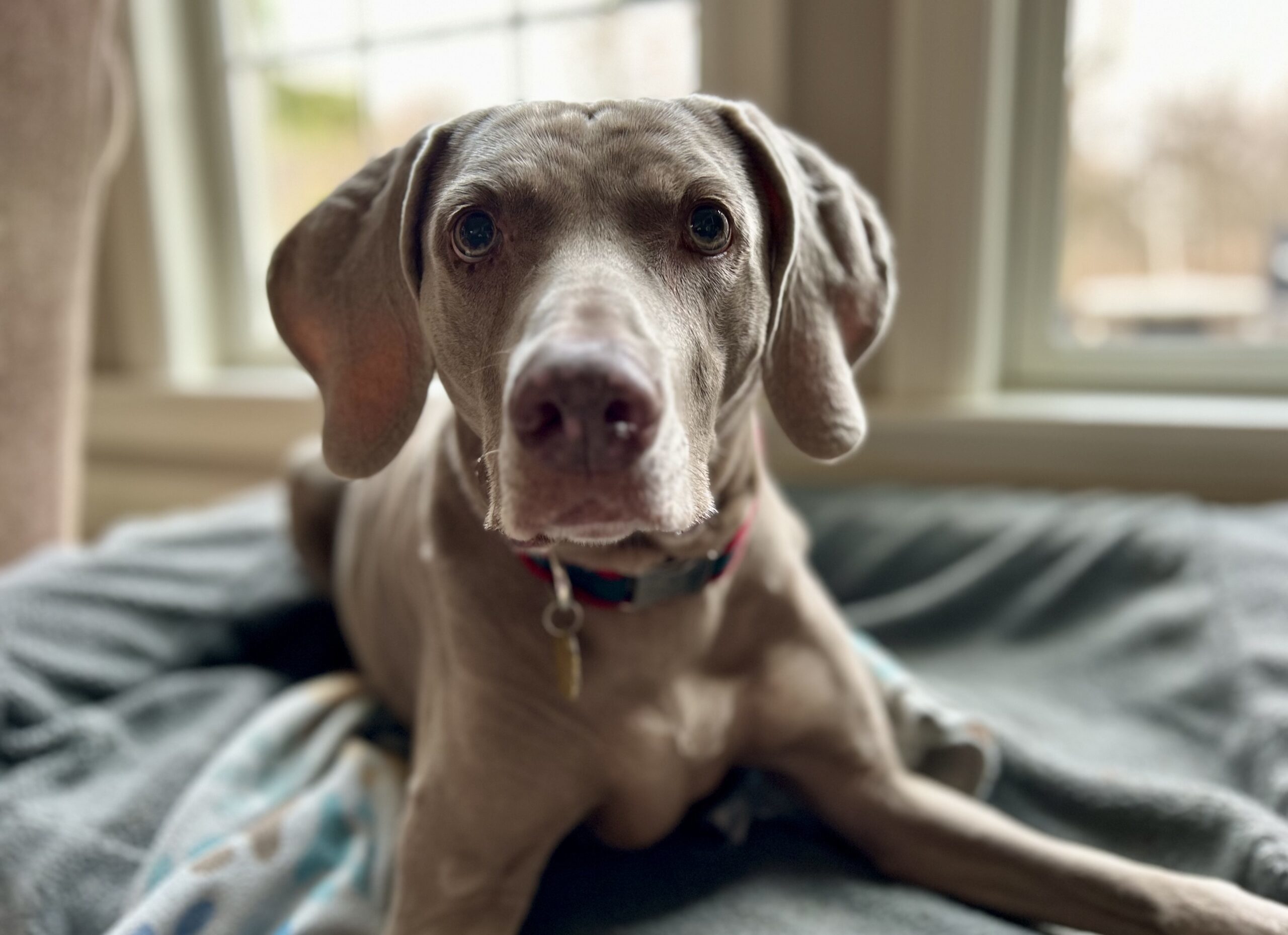 Grace, an adoptable Weimaraner in Grand Rapids, MI, 49525 | Photo Image 1