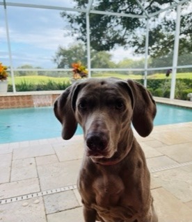 Grace, an adoptable Weimaraner in Grand Rapids, MI, 49525 | Photo Image 2