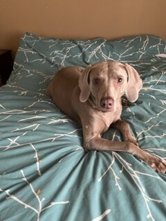 Grace, an adoptable Weimaraner in Grand Rapids, MI, 49525 | Photo Image 3