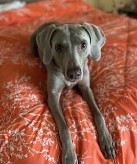 Grace, an adoptable Weimaraner in Grand Rapids, MI, 49525 | Photo Image 4