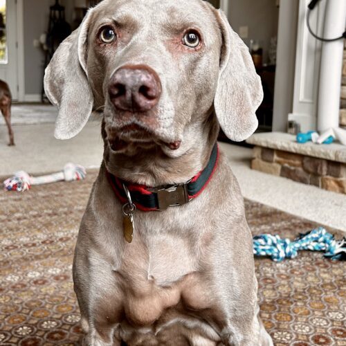 Grace, an adoptable Weimaraner in Grand Rapids, MI, 49525 | Photo Image 5