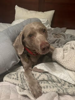 Grace, an adoptable Weimaraner in Grand Rapids, MI, 49525 | Photo Image 6