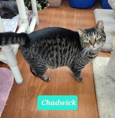 Chadwick 1