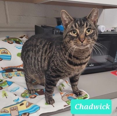 Chadwick