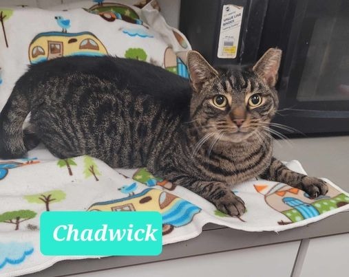 Chadwick