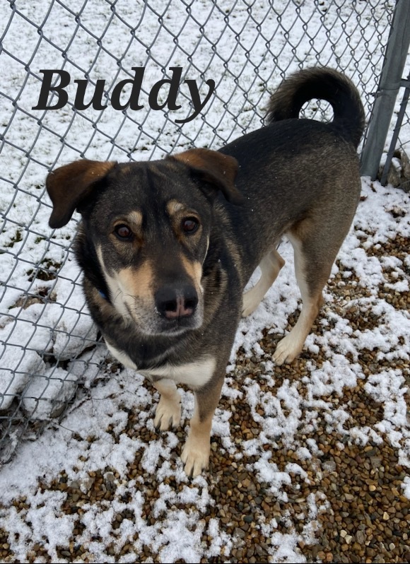 Buddy dog best sale animal shelter