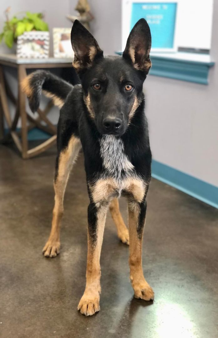 German shepherd best sale and heeler mix