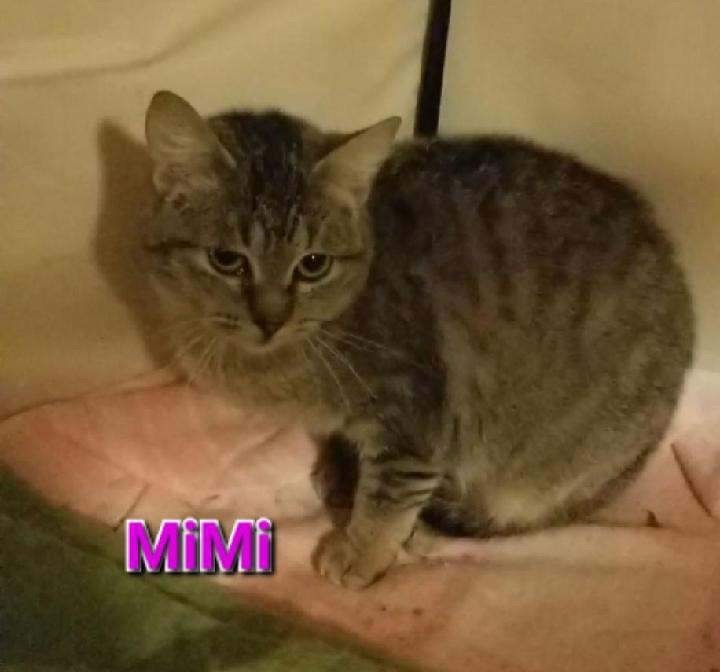 M-Mimi