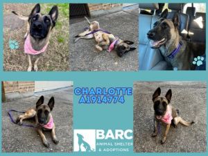 Hi my names Charlotte I am a 3 years old Belgian Malinois GSD a few fun facts about me 
