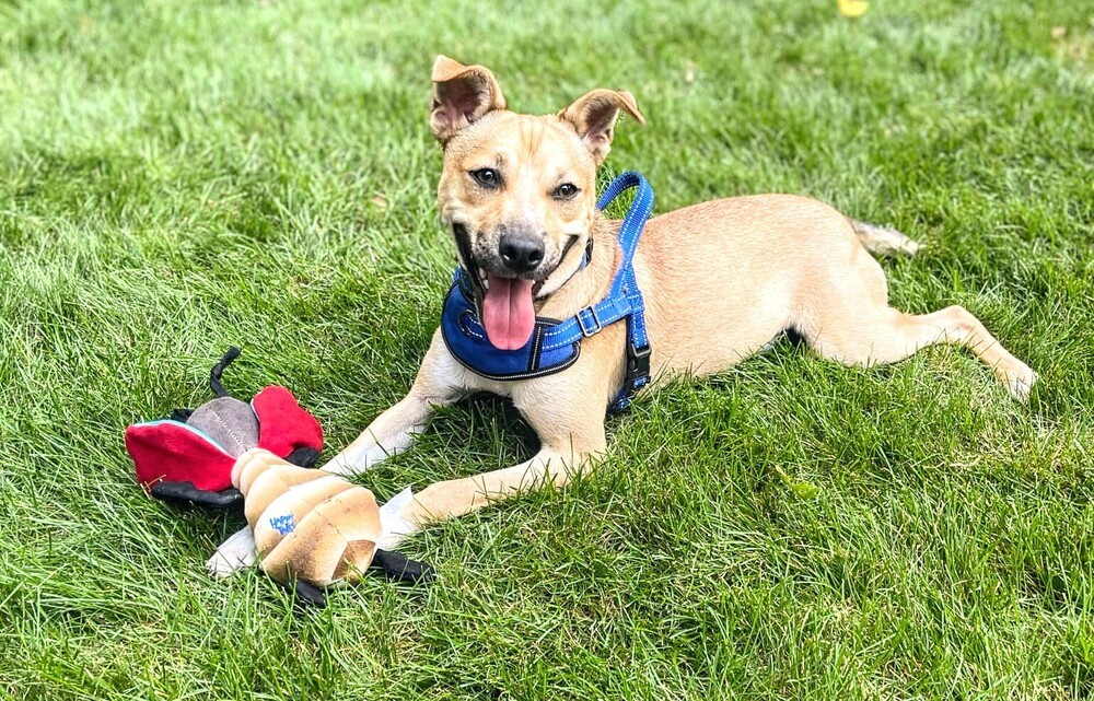 Billy, an adoptable Terrier, Hound in Waunakee, WI, 53597 | Photo Image 1