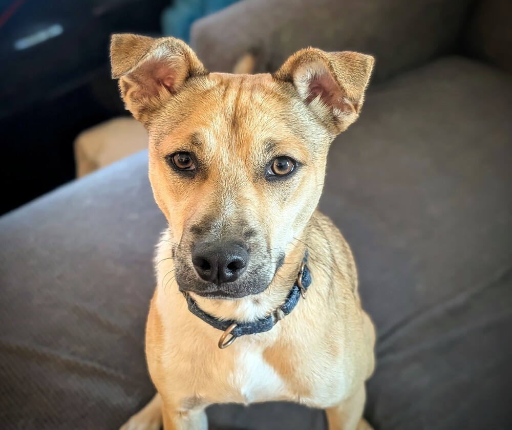 Billy, an adoptable Terrier, Hound in Waunakee, WI, 53597 | Photo Image 2