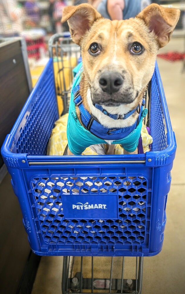 Billy, an adoptable Terrier, Hound in Waunakee, WI, 53597 | Photo Image 3