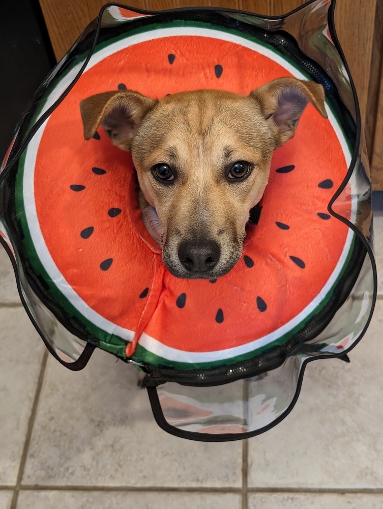 Billy, an adoptable Terrier, Hound in Waunakee, WI, 53597 | Photo Image 4