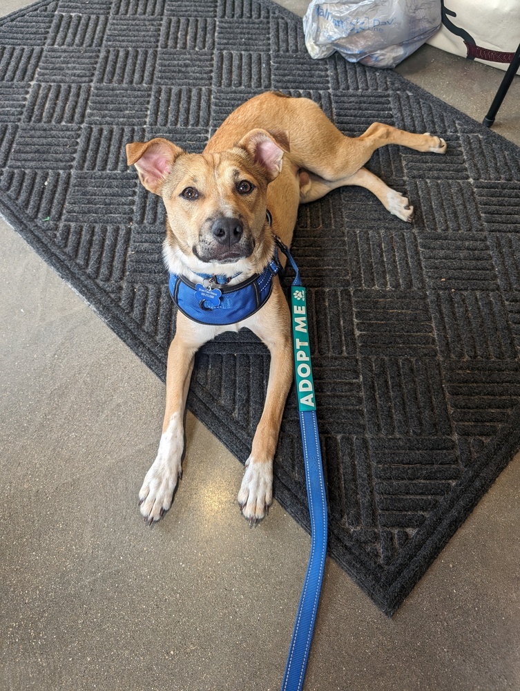 Billy, an adoptable Terrier, Hound in Waunakee, WI, 53597 | Photo Image 5