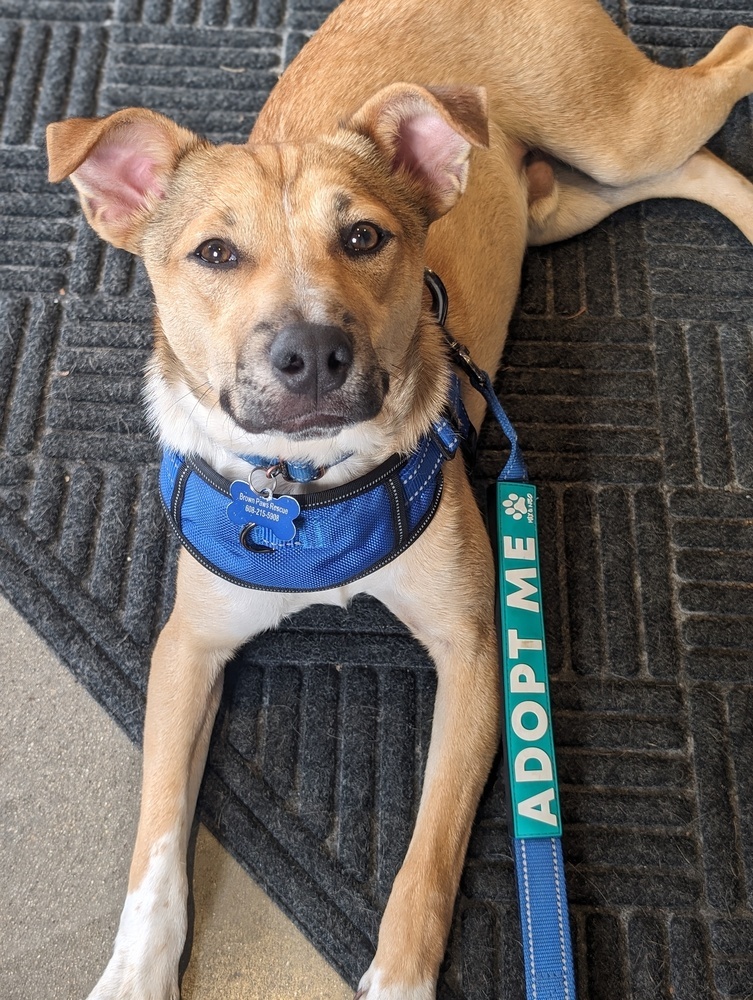 Billy, an adoptable Terrier, Hound in Waunakee, WI, 53597 | Photo Image 6