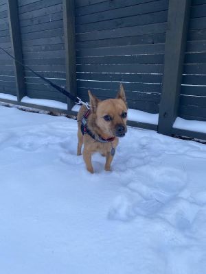 ROSCO - Chi Mix 8 years Neutered Male PLEASE NOTE This animal is not at the Social Tees office al