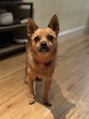 ROSCO - Chi Mix 8 years Neutered Male This dog is eligible to join our foster-to-adopt program Pl