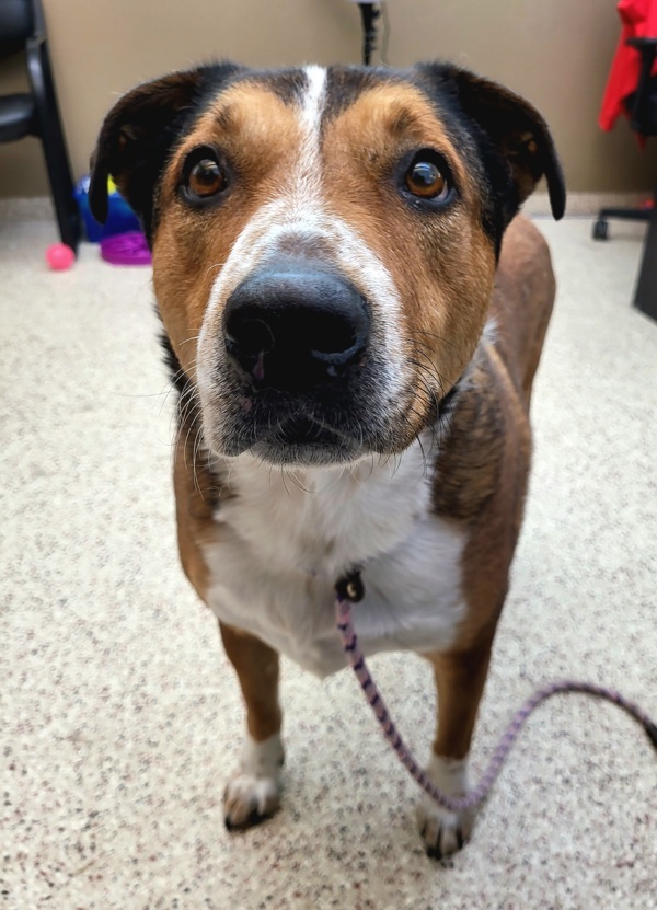 Mater 25061, an adoptable Bull Terrier in Pocatello, ID, 83205 | Photo Image 4