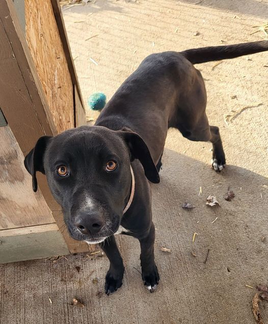 Phineas, an adoptable Black Labrador Retriever in Fairfield, IL, 62837 | Photo Image 1