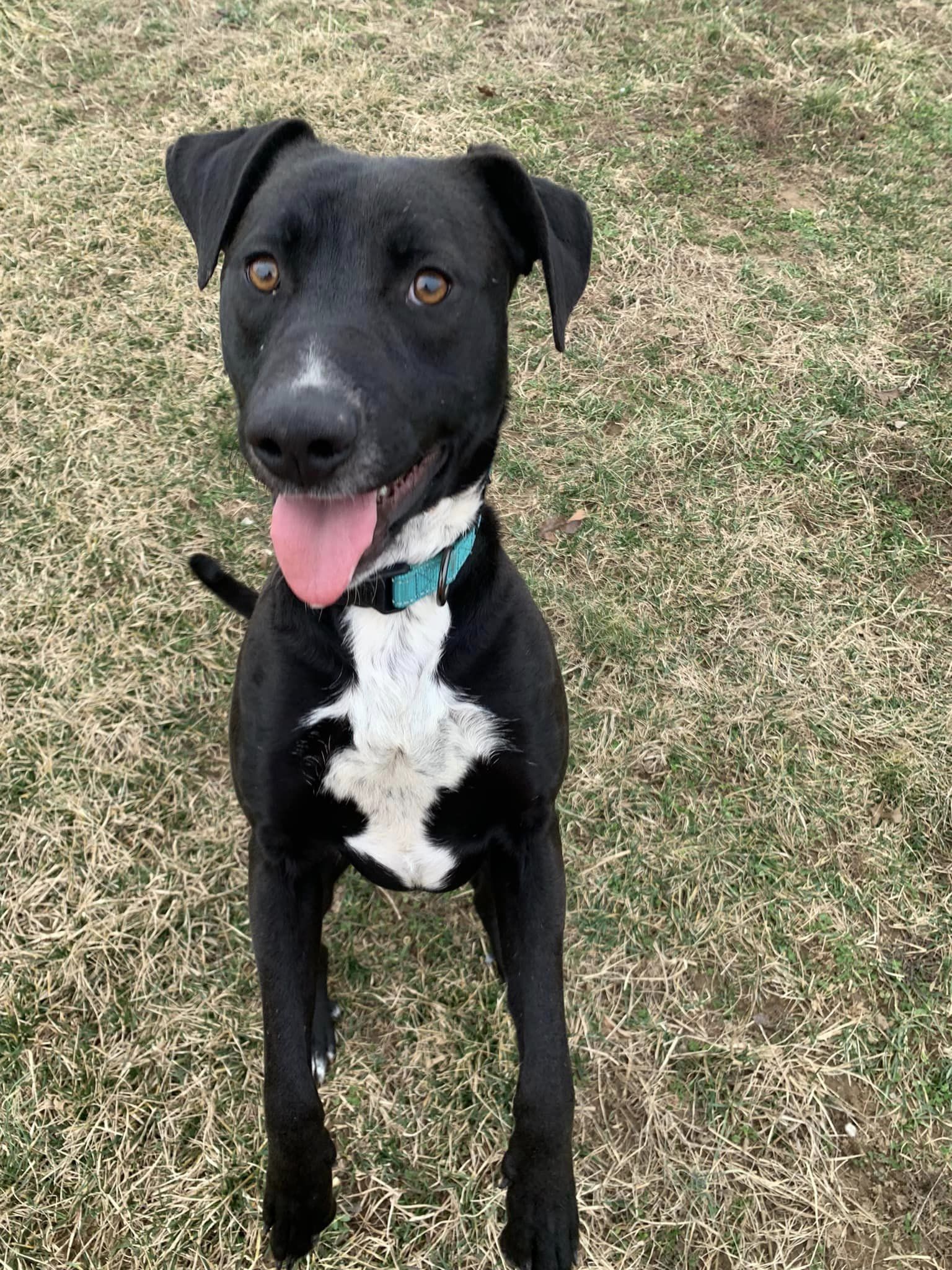 Phineas, an adoptable Black Labrador Retriever in Fairfield, IL, 62837 | Photo Image 2