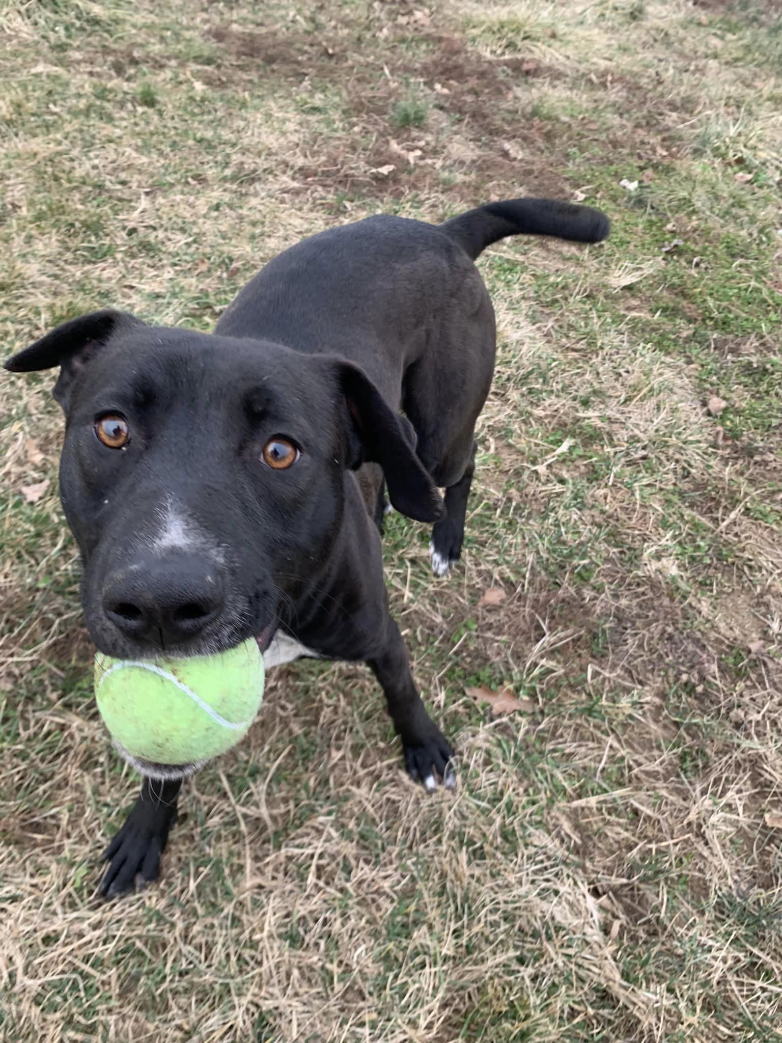 Phineas, an adoptable Black Labrador Retriever in Fairfield, IL, 62837 | Photo Image 3