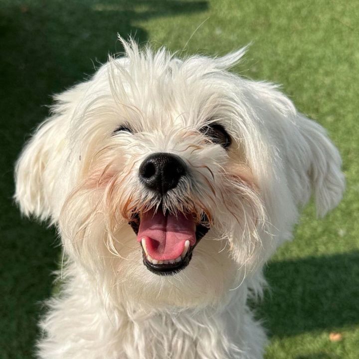 Petfinder maltese clearance