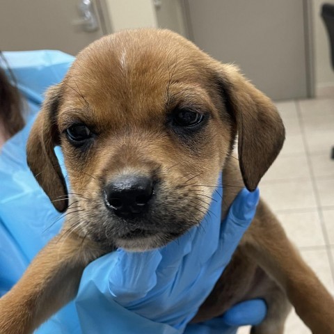 Dog for adoption Rose a Dachshund Terrier Mix in Birmingham