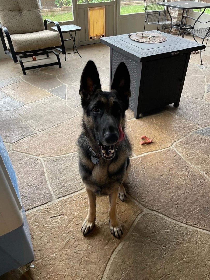 Dfw german hot sale shepherd rescue