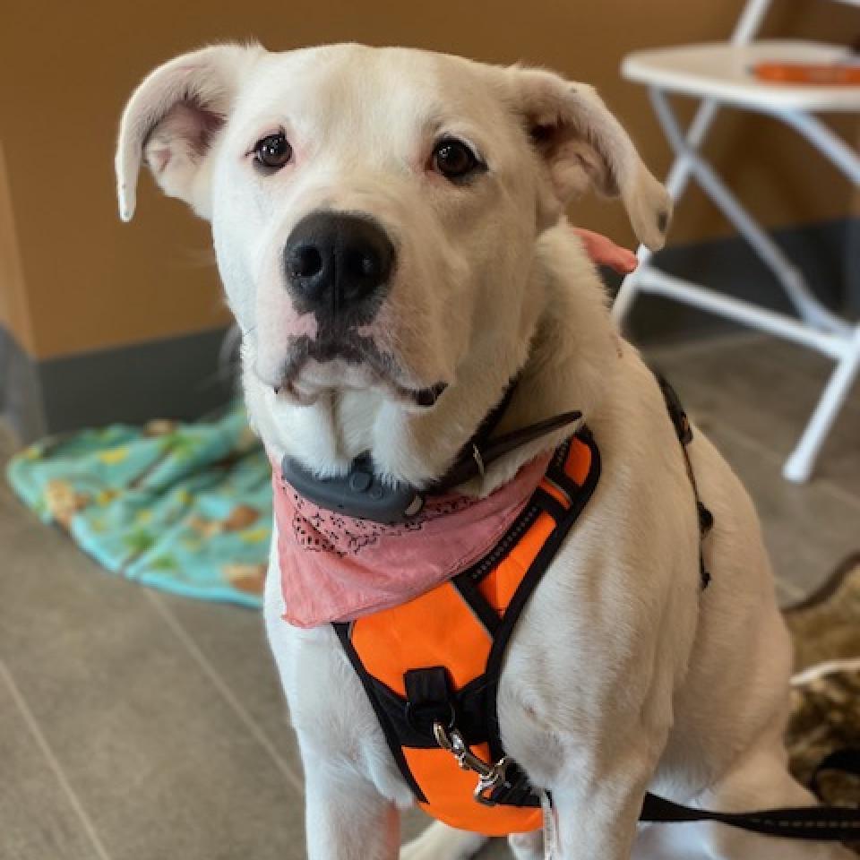 Dog for adoption - Squeak, a Boxer & Great Pyrenees Mix in Wadena, MN ...