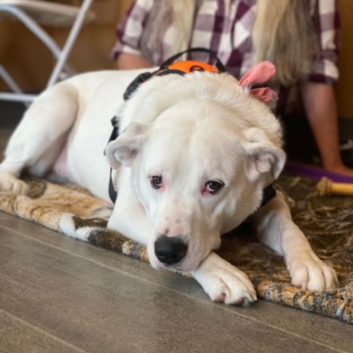 Dog for adoption - Squeak, a Boxer & Great Pyrenees Mix in Wadena, MN ...