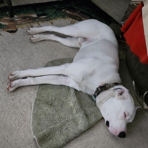 Squeak, an adoptable Boxer, Great Pyrenees in Wadena, MN, 56482 | Photo Image 2