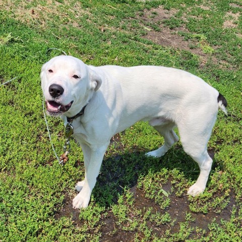 Squeak, an adoptable Great Pyrenees in Wadena, MN, 56482 | Photo Image 2