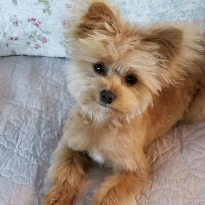 Maltipoo 2024 papillon mix