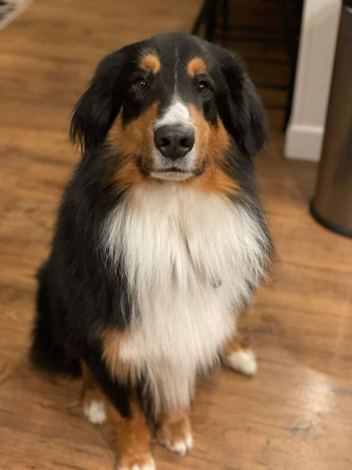 Rough collie bernese mountain best sale dog mix