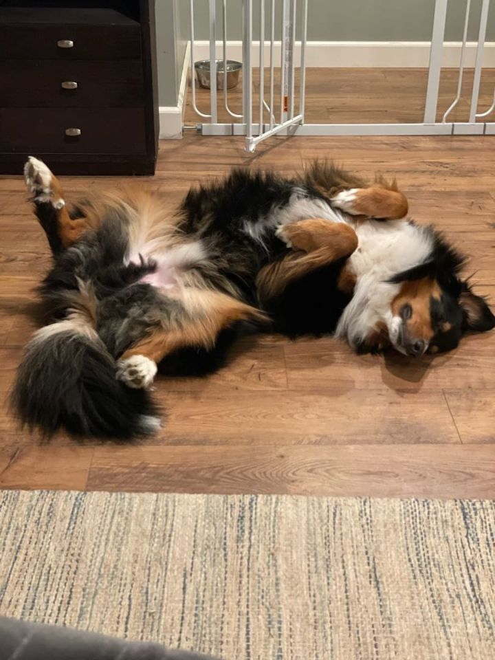 Sheltie bernese store mountain dog mix