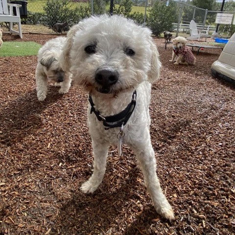 Yogi, an adoptable Poodle, Maltese in Ramona, CA, 92065 | Photo Image 1