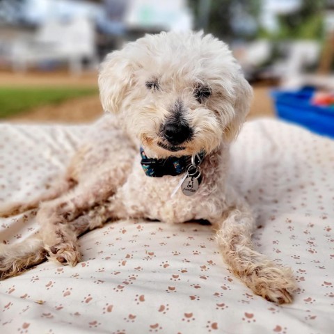 Yogi, an adoptable Poodle, Maltese in Ramona, CA, 92065 | Photo Image 2