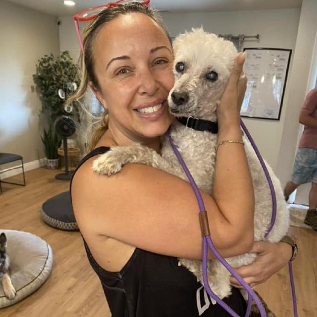 Yogi, an adoptable Poodle, Maltese in Ramona, CA, 92065 | Photo Image 2