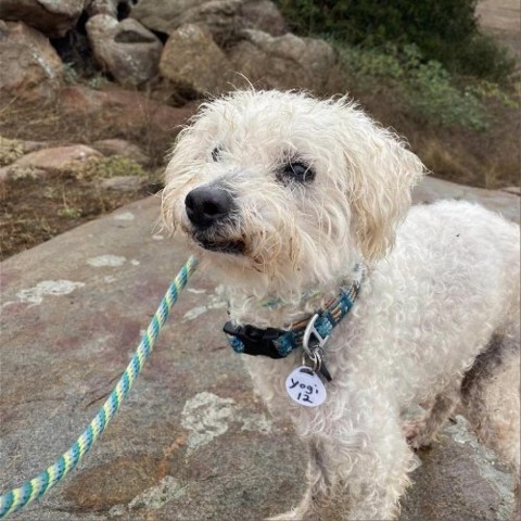 Yogi, an adoptable Poodle, Maltese in Ramona, CA, 92065 | Photo Image 3