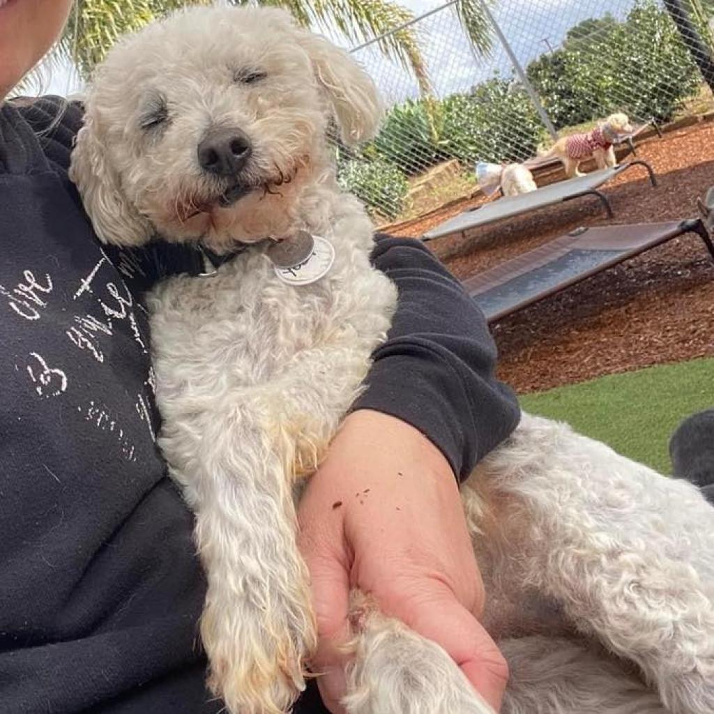 Yogi, an adoptable Poodle, Maltese in Ramona, CA, 92065 | Photo Image 3