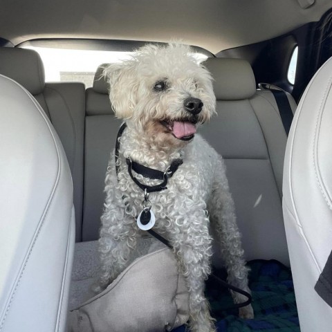 Yogi, an adoptable Poodle, Maltese in Ramona, CA, 92065 | Photo Image 5