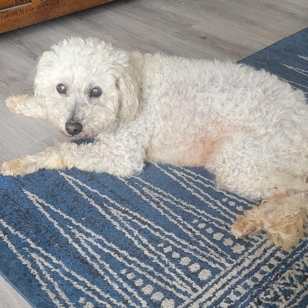 Yogi, an adoptable Poodle, Maltese in Ramona, CA, 92065 | Photo Image 5