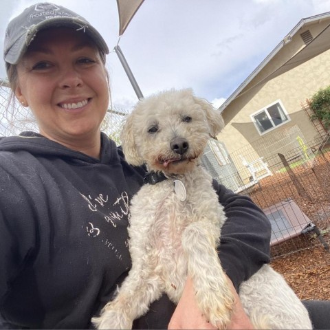 Yogi, an adoptable Poodle, Maltese in Ramona, CA, 92065 | Photo Image 6