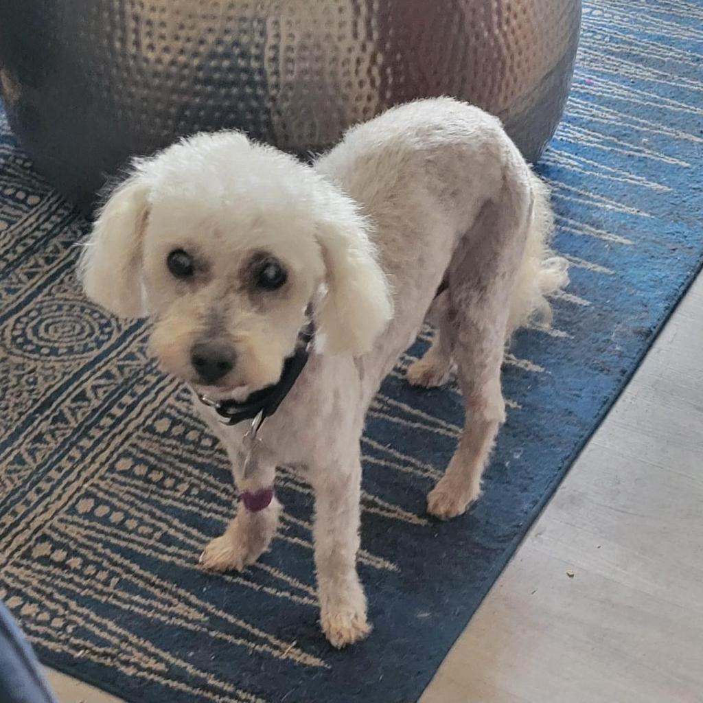 Yogi, an adoptable Poodle, Maltese in Ramona, CA, 92065 | Photo Image 6