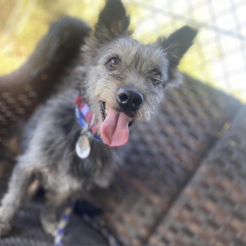 Glover, an adoptable Schnauzer in Ramona, CA, 92065 | Photo Image 1