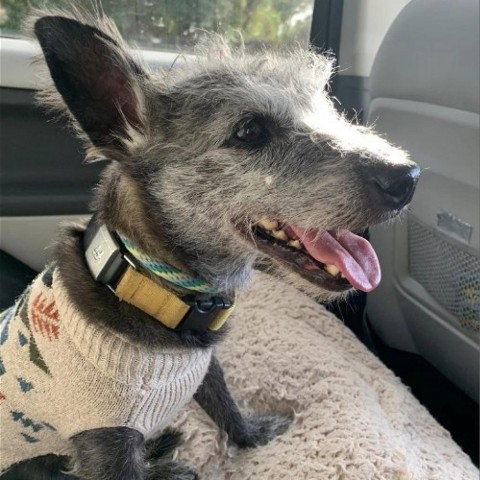 Glover, an adoptable Schnauzer in Ramona, CA, 92065 | Photo Image 3