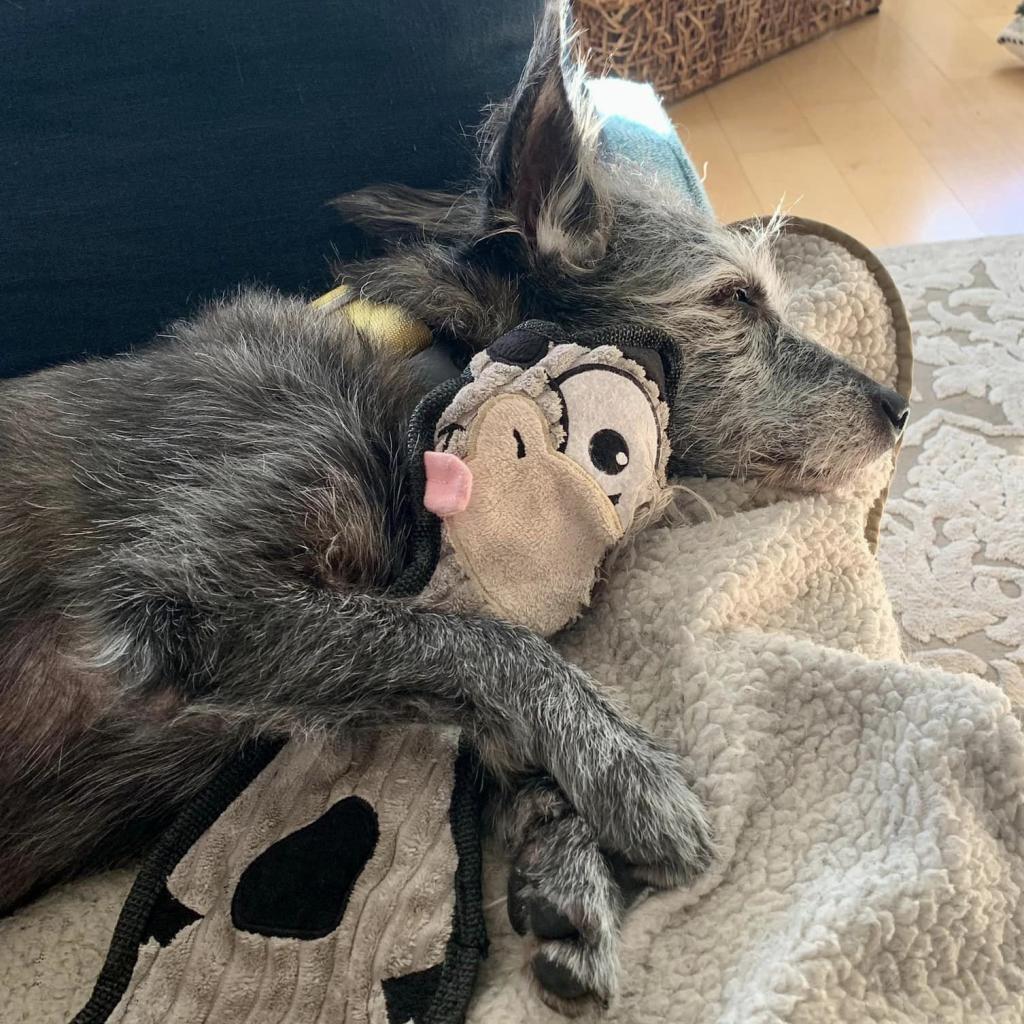 Glover, an adoptable Schnauzer in Ramona, CA, 92065 | Photo Image 3