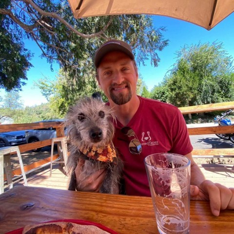 Glover, an adoptable Schnauzer in Ramona, CA, 92065 | Photo Image 5