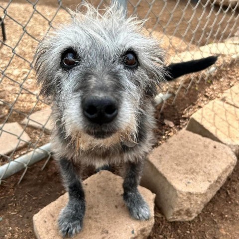 Glover, an adoptable Schnauzer in Ramona, CA, 92065 | Photo Image 6