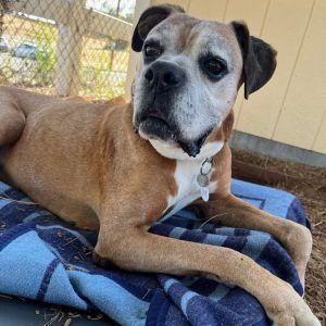 Joe, Senior Male Boxer
